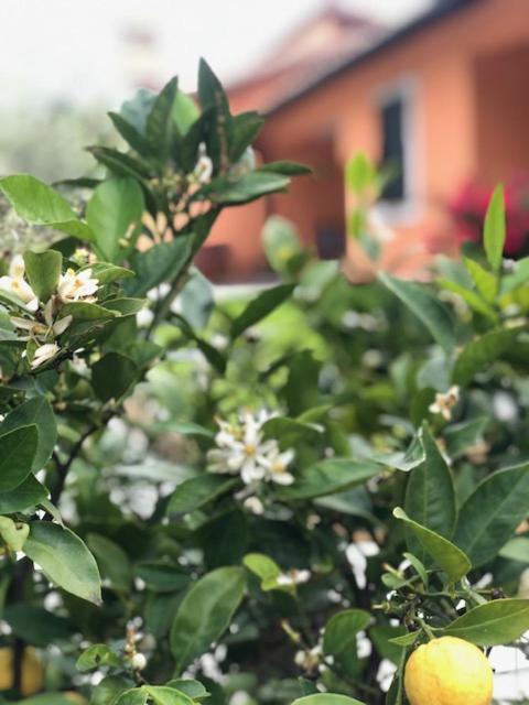 Il Giardino Delle Rose Apartment Spello Ngoại thất bức ảnh
